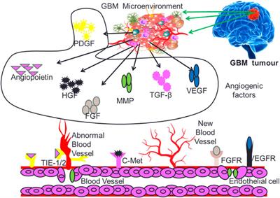 Insights into the glioblastoma tumor microenvironment: current and emerging therapeutic approaches